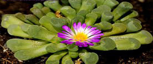ගල් පැලෑටි